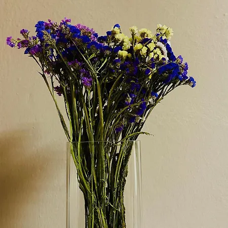 Midtown Cozy * 地拉那